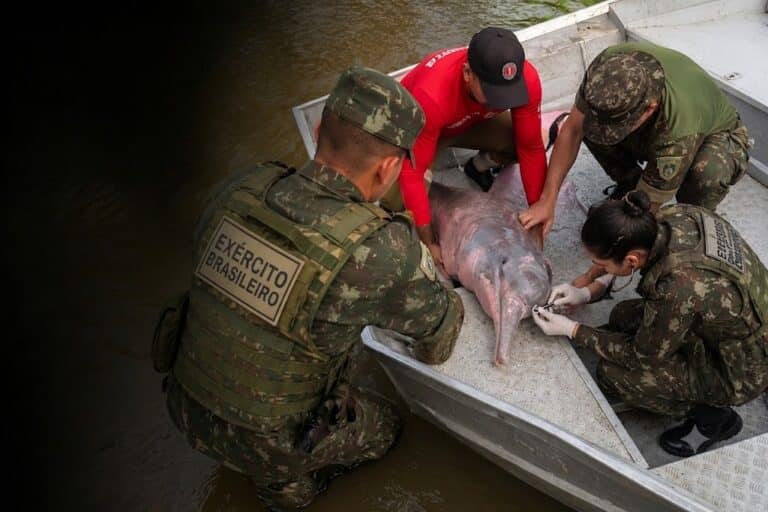 Exército auxilia em salvamento de boto em Marabá
