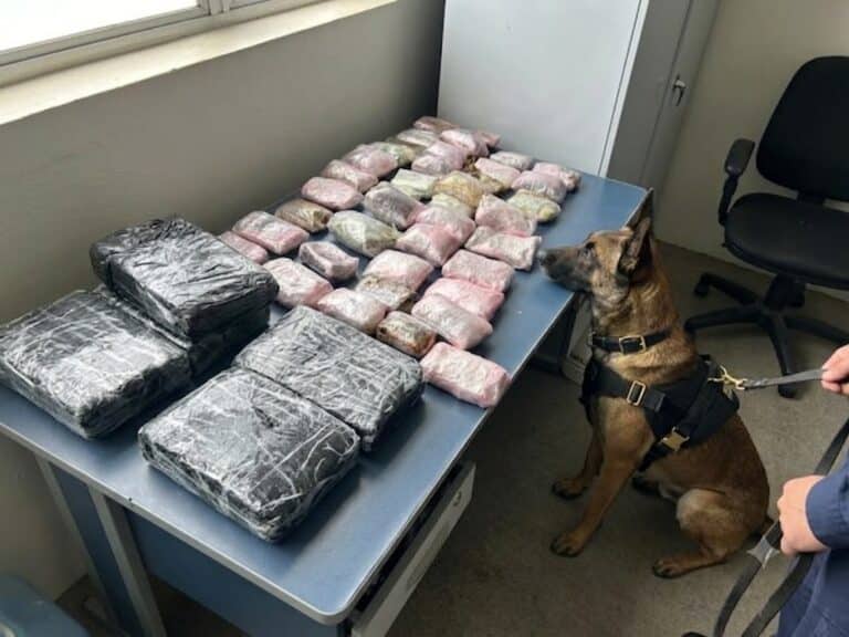 Cão farejador localiza droga