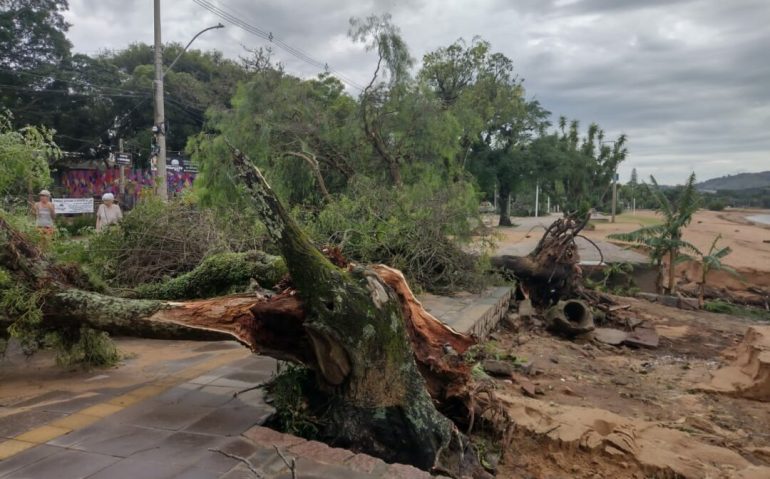 Temporal deixou rastro de árvores derrubadas no bairro Ipanema, em Porto Alegre | Foto: Laura Lamas