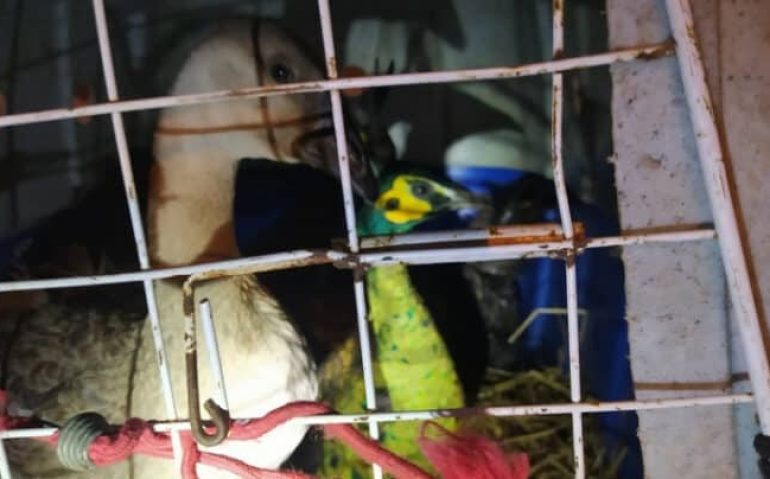 Aves exóticas estavam entre as apreendidas (Foto: Divulgação)