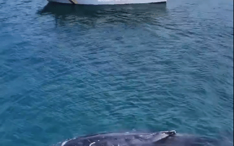 Baleia e barco da Marinha