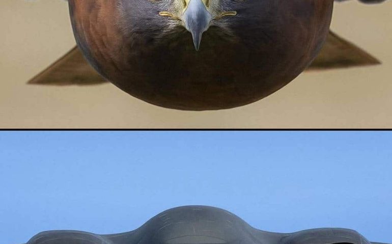 Bombardeiro reproduz características do falcão-peregrino, a ave mais rápida do mundo