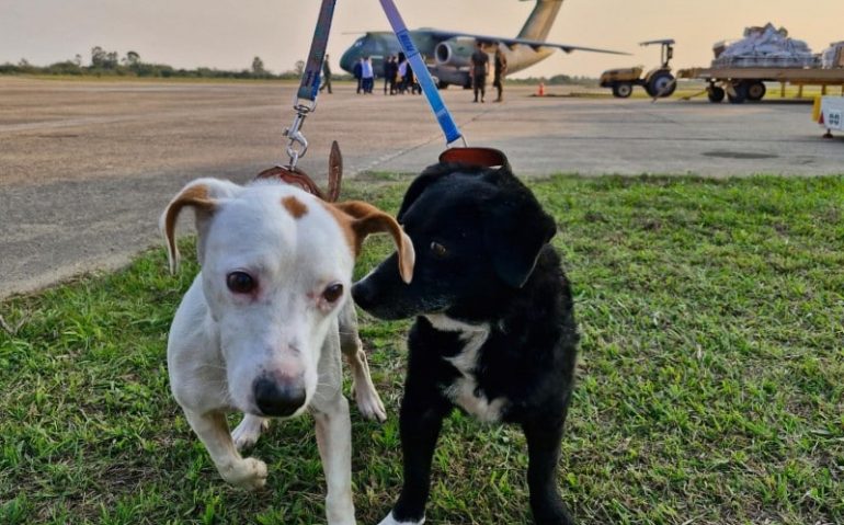 Embarque de Mais 35 Cães
Crédito: Adriano Schneider