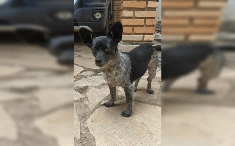 Cachorrinha morta por oficial do Exército no DF