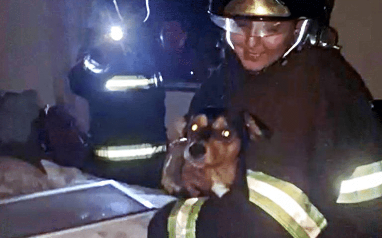 Cão é resgatado por uma militar dos bombeiros em apartamento que explodiu no sábado (24) em Campinas (SP) - Divulgação/Defesa Civil do Estado de São Paulo