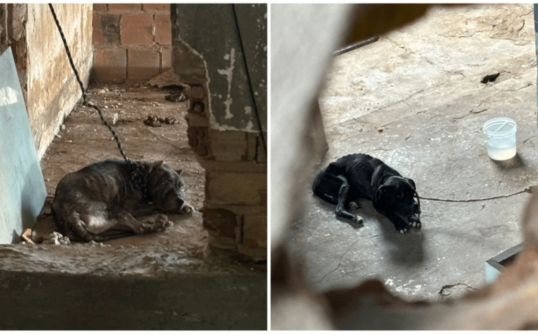Cachorros foram encontrados subnutridos e sem alimentação em Vila Velha. (Reprodução)