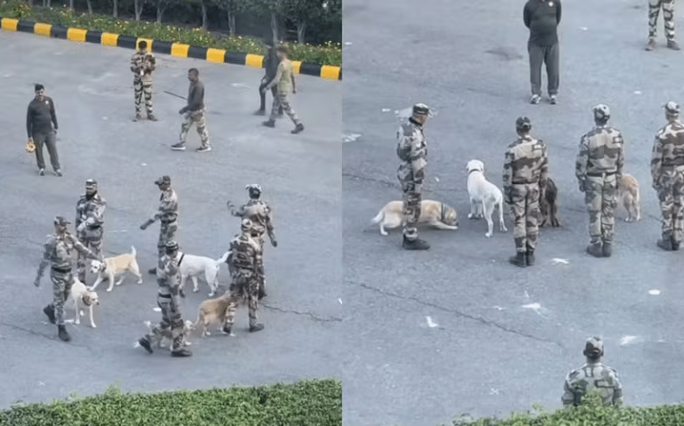 Cães em treinamento pelo Exército da Índia fazem sucesso na internet — Foto: Reprodução Instagram