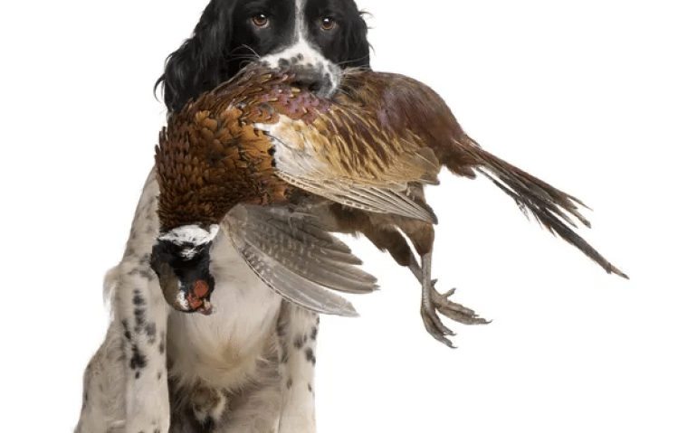 Cão caçador