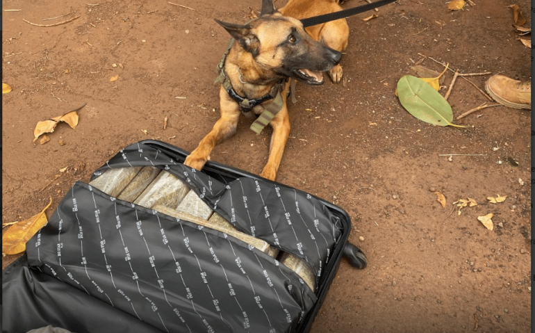 Cão farejador do Exército com mala de drogas