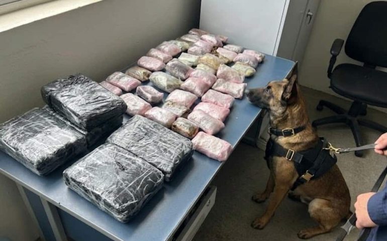 Cão farejador localiza droga