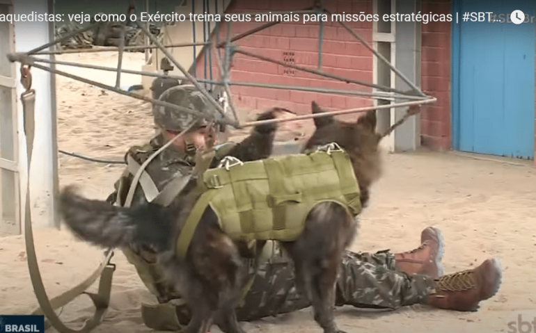 Cão paraquedista em treinamento