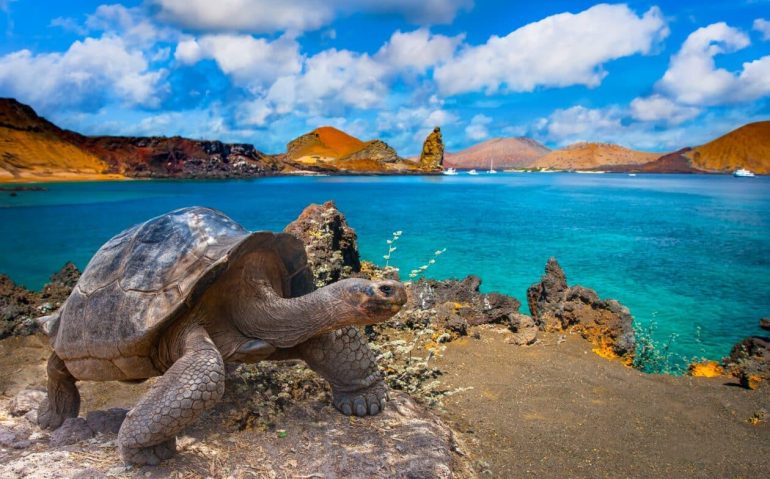 Galapagos,Islands.,Galapagos,Tortoise.,Big,Turtle.,Ecuador.