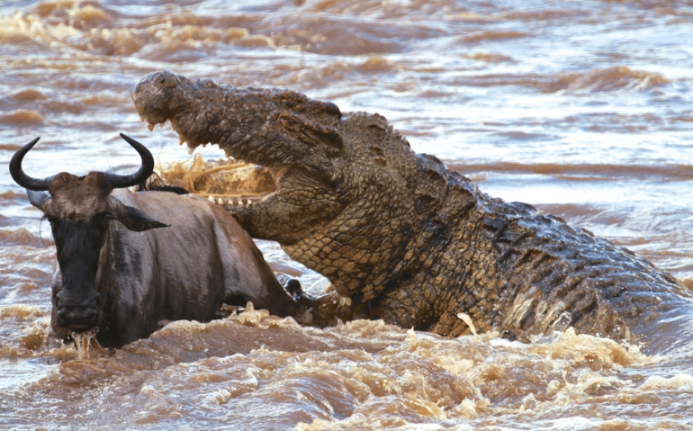 Crocodilo do Nilo ataca gnu atravessando o rio Mara