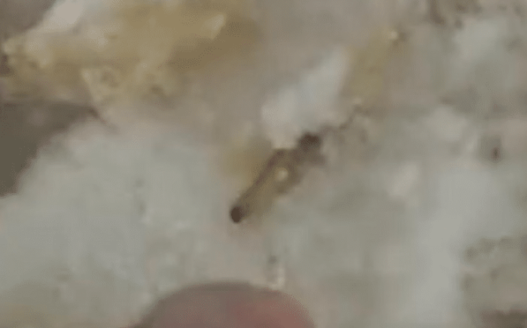 Larva em refeição BASE AÉREA DE NATAL