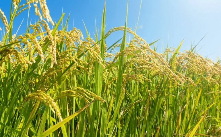 Lavoura de arroz