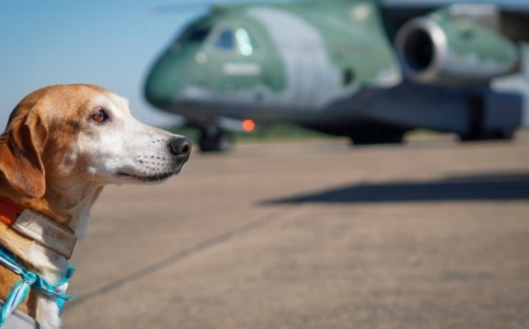 Depois de serem resgatados das enchentes, os animais terão, no Rio de Janeiro, a oportunidade de encontrarem um novo lar - Foto: Jürgen Mayrhofer/Secom