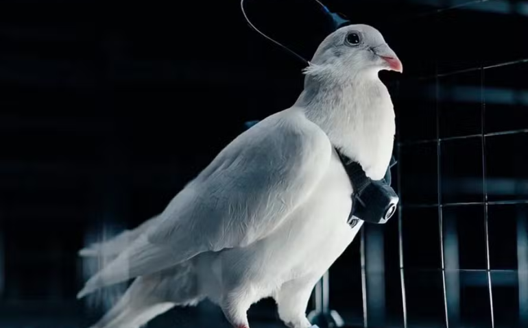 Putin lança 'biodrones': aves espiãs com chips no cérebro são controlados à distância na Rússia — Foto: Reprodução / The Sun / East2West