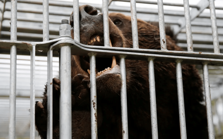 Urso pardo enjaulado em Sunagawa, Hokkaido, no Japão  • 16/10/2024 REUTERS/Sakura Murakami