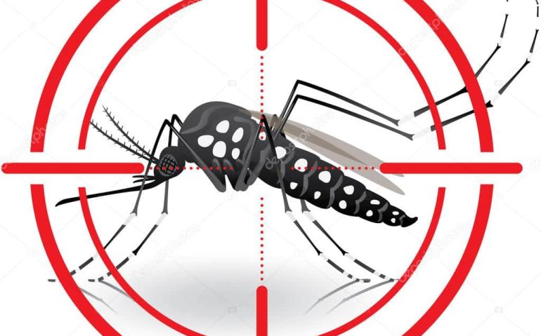 aedes aegypit