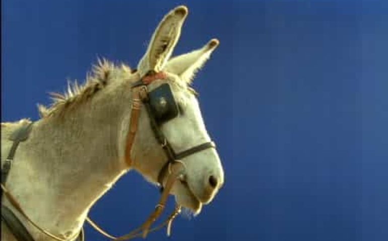 Grey donkey wearing bridle and blinkers