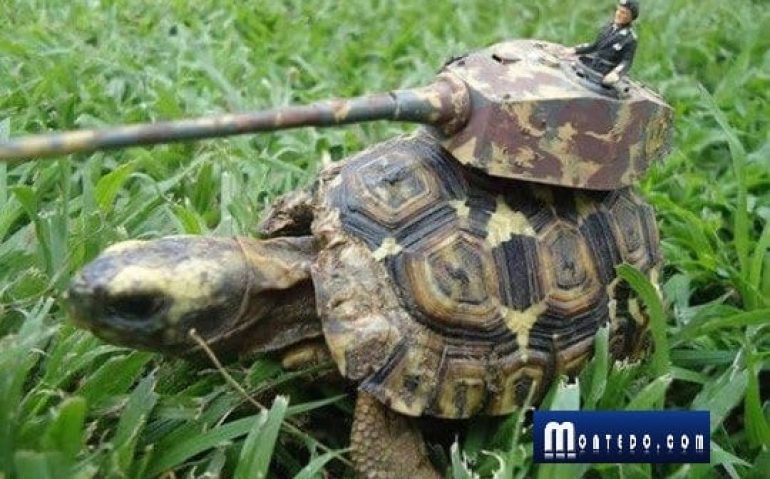 cavalariaavanC3A7ar