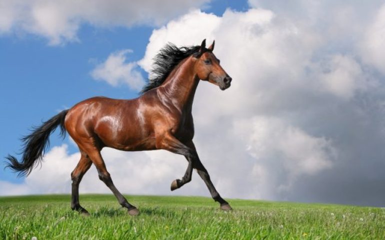 cavalo