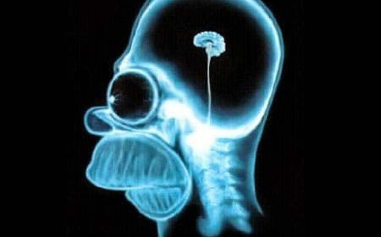 estupido
