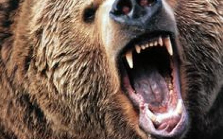urso pardo